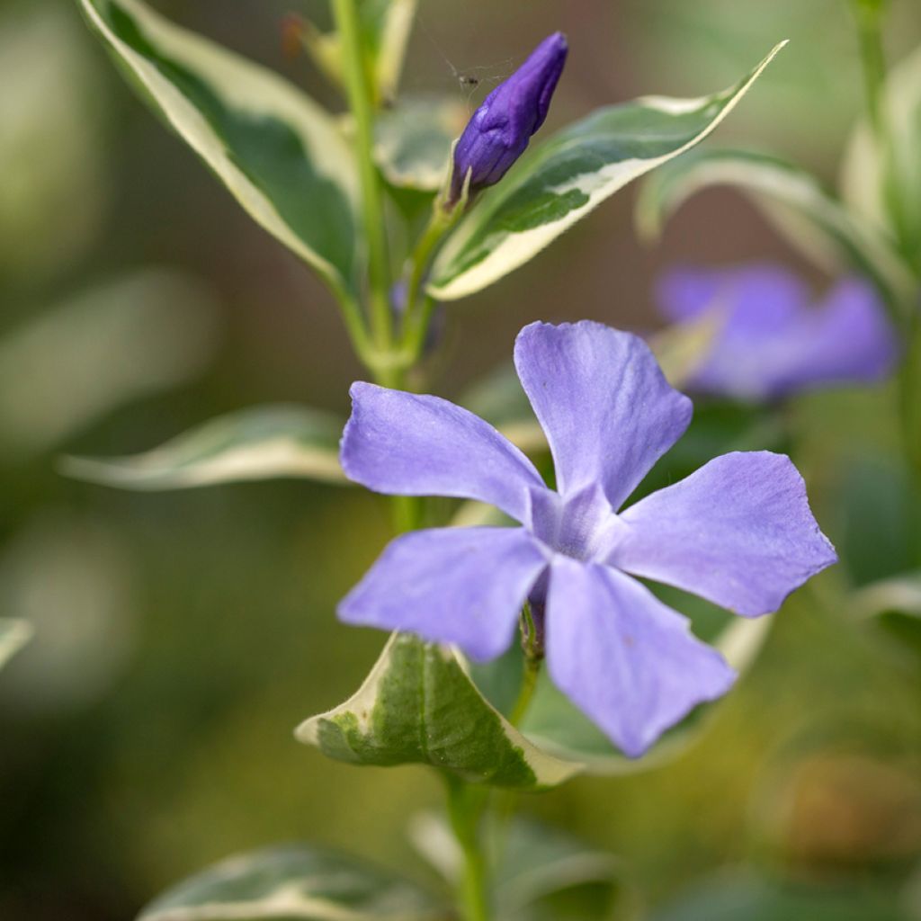 Vinca major Variegata