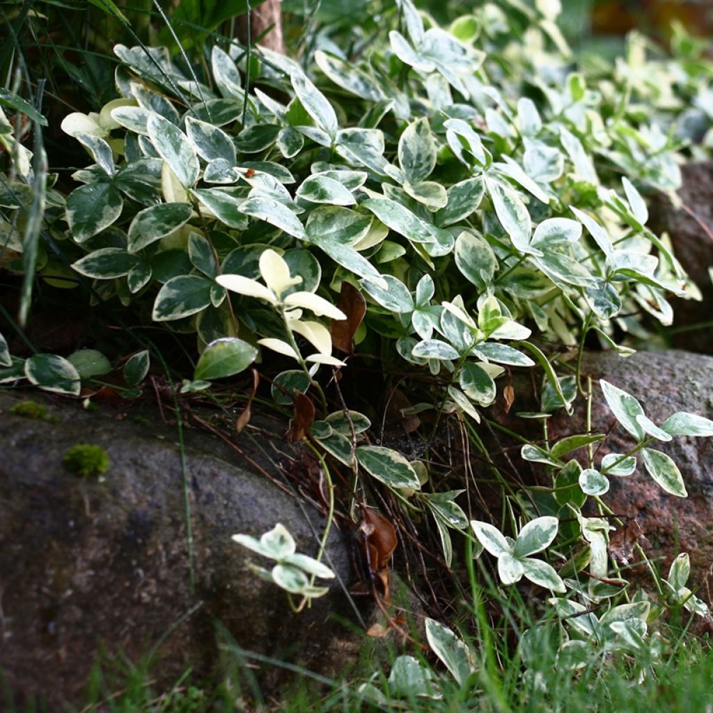 Vinca minor Argenteovariegata