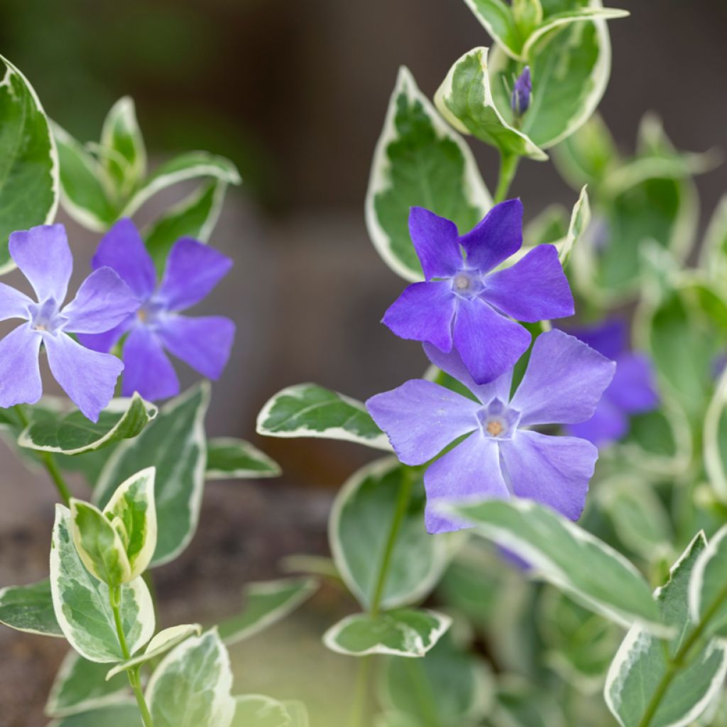 Vinca minor Argenteovariegata