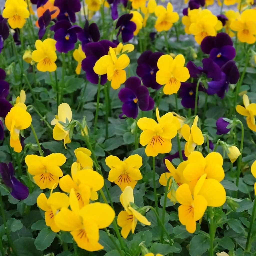 Viola cornuta Sorbet XP Harvest Mix