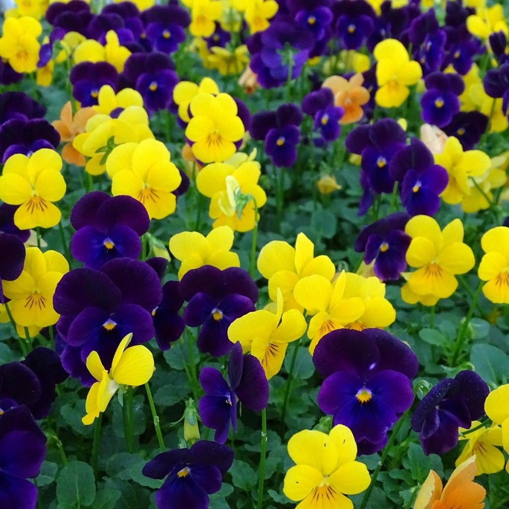 Viola cornuta Sorbet XP Harvest Mix