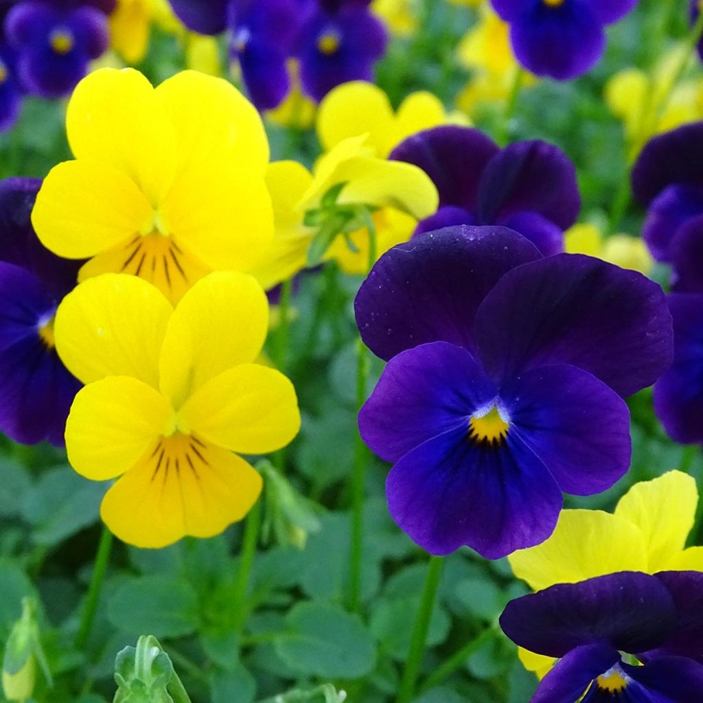 Viola cornuta Sorbet XP Harvest Mix