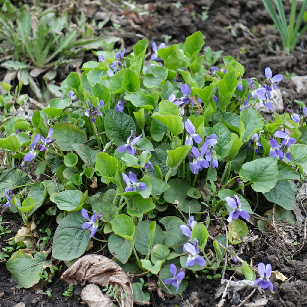 Viola reichenbachiana 