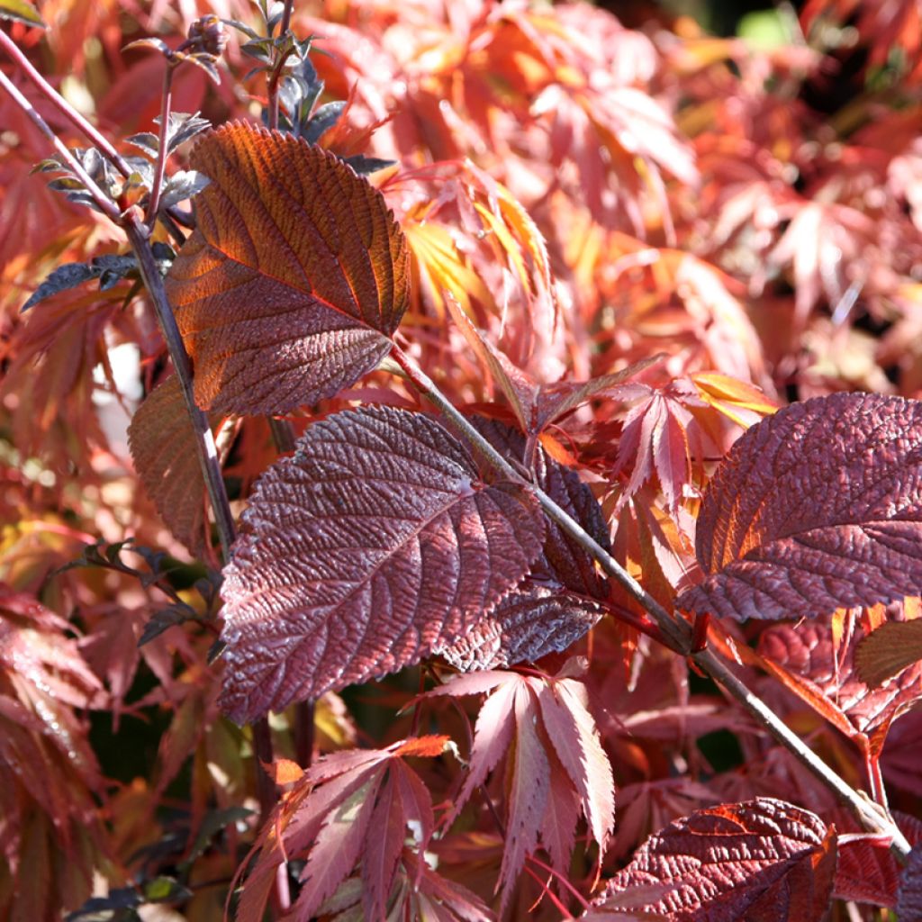 Viburnum plicatum Grandiflorum Noble