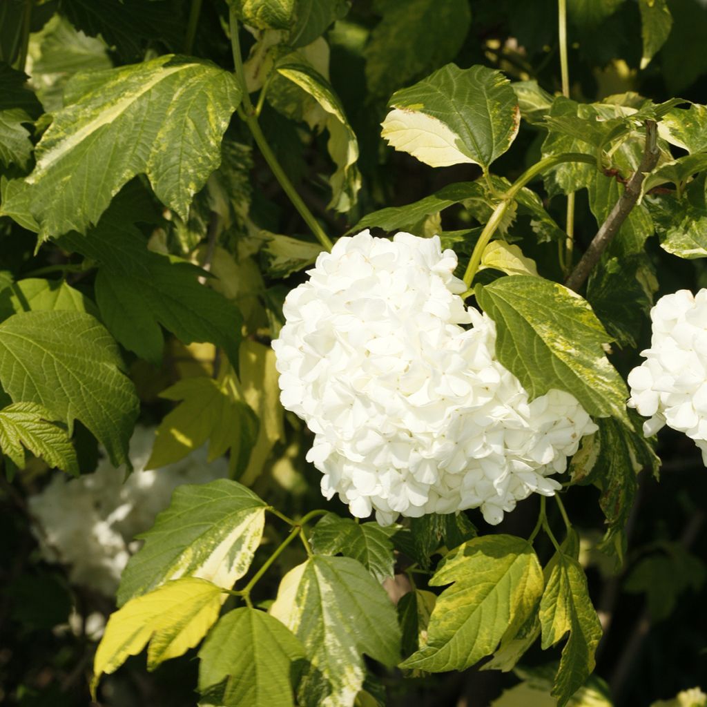 Viburnum opulus Pechcin - Guelder Rose