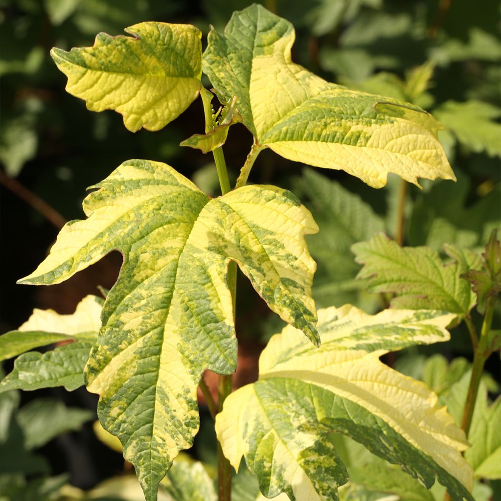 Viburnum opulus Pechcin - Guelder Rose