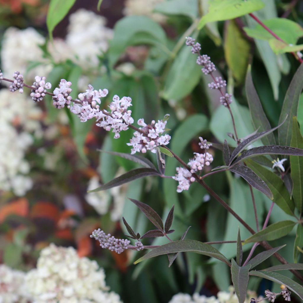 Vitex agnus-castus Albus - Chaste Tree