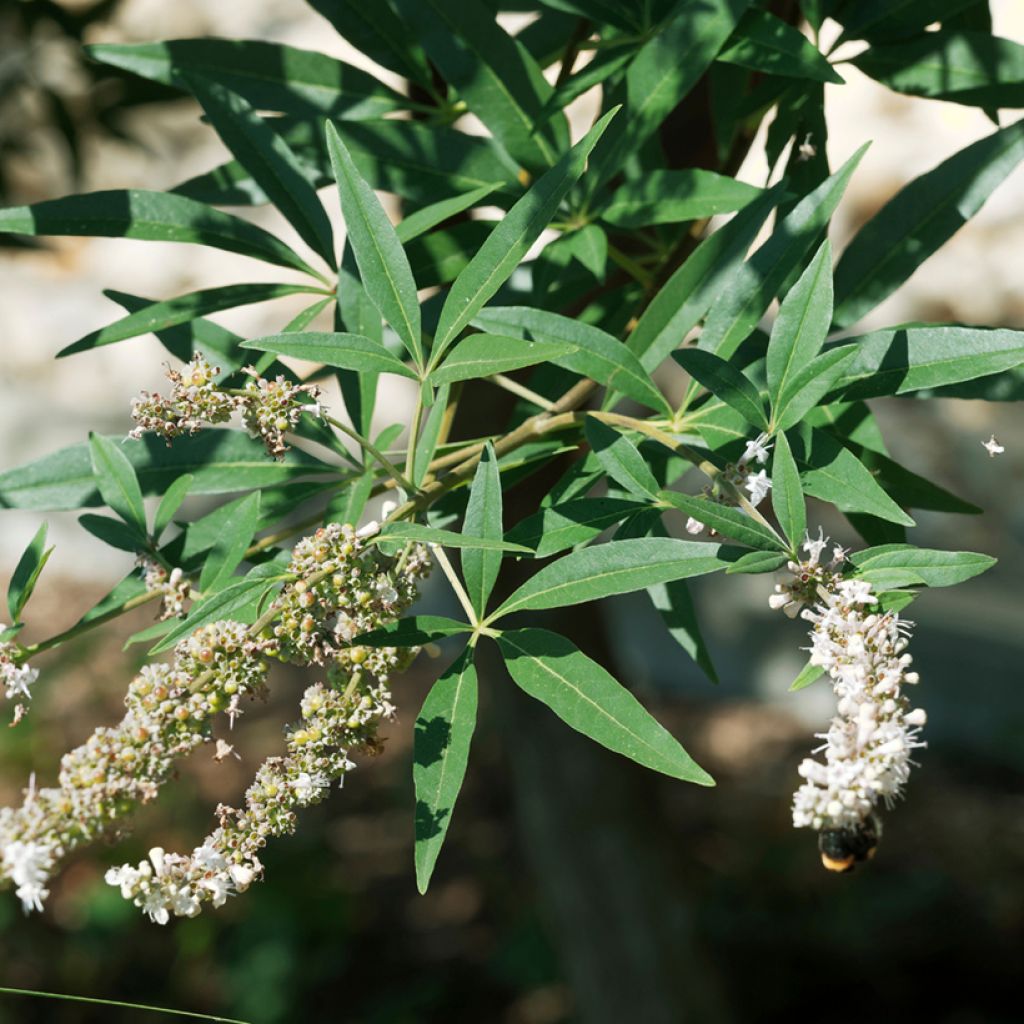 Vitex agnus-castus Albus - Chaste Tree