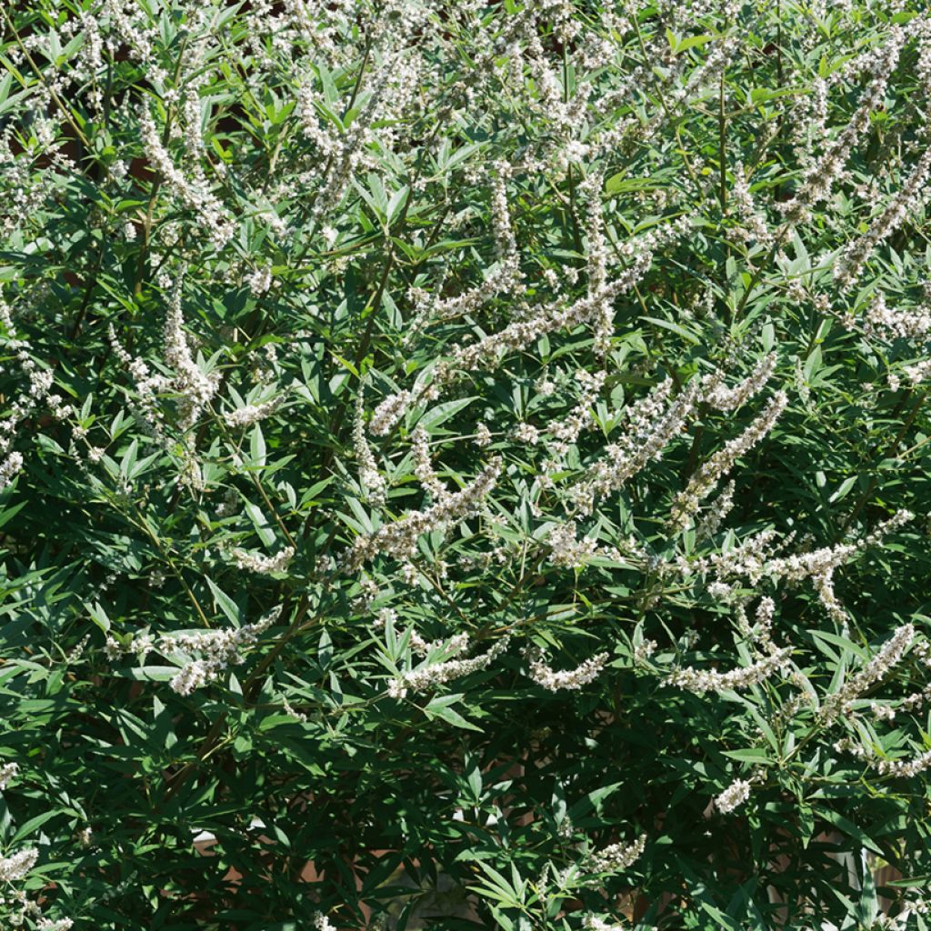 Vitex agnus-castus Albus - Chaste Tree