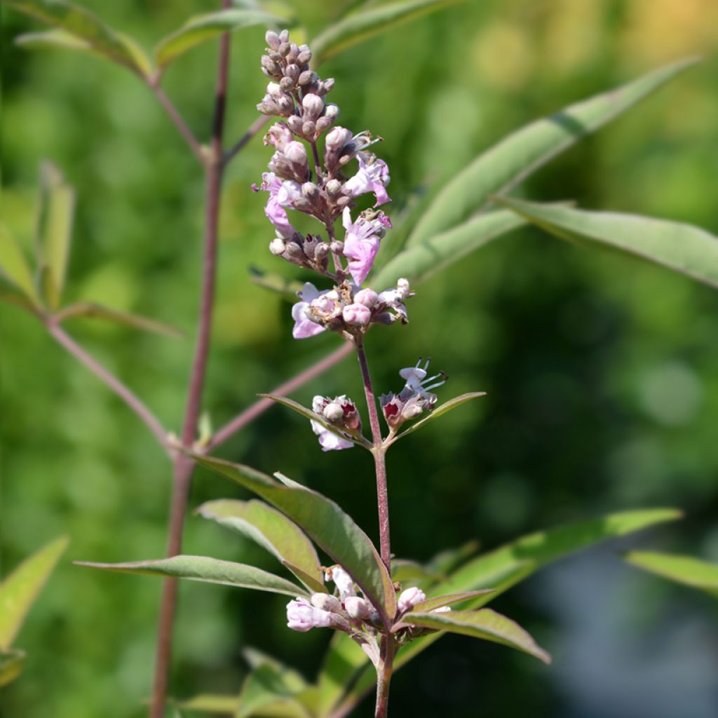 Vitex agnus-castus Pink Pinnacle - Chaste Tree