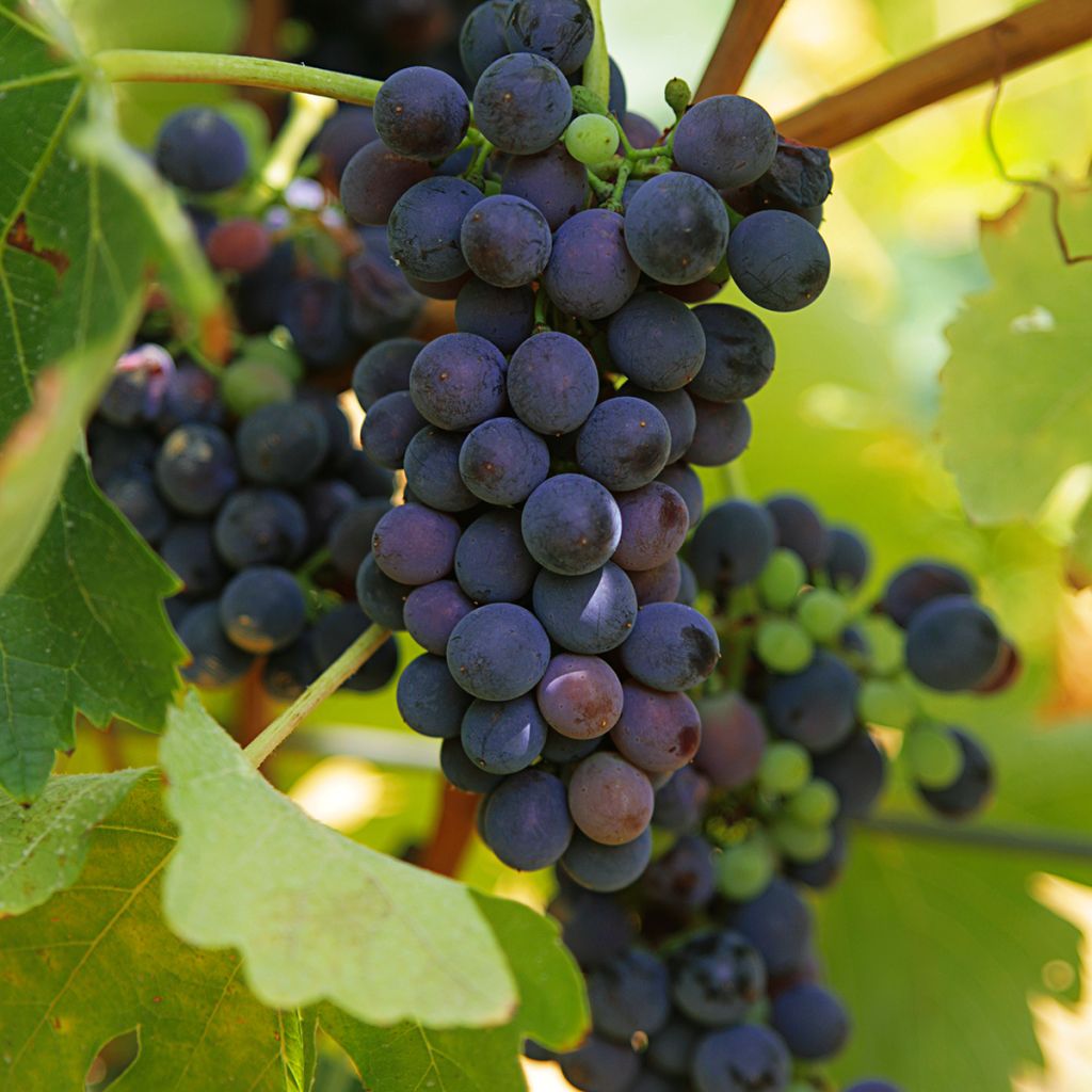 Vitis vinifera Marechal Foch - Wine and dessert grape