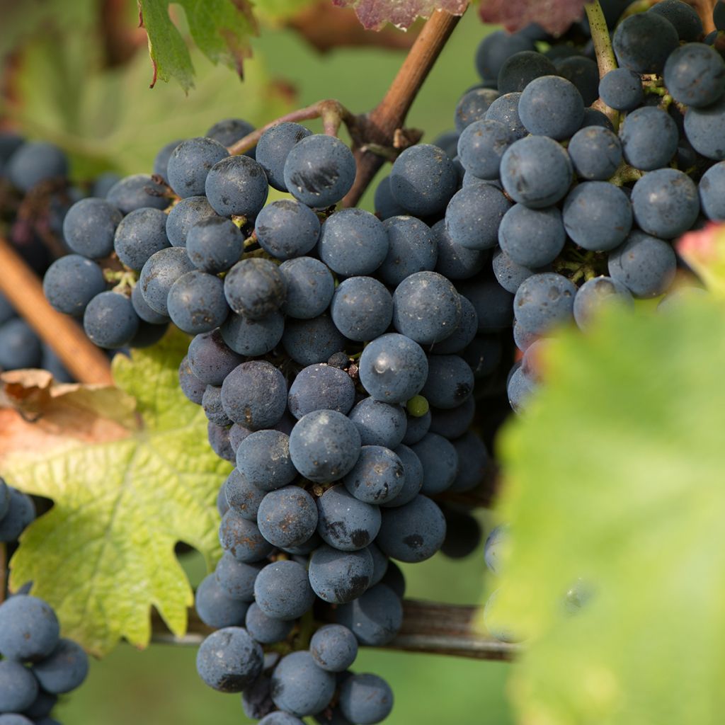 Muscat grape vines best sale