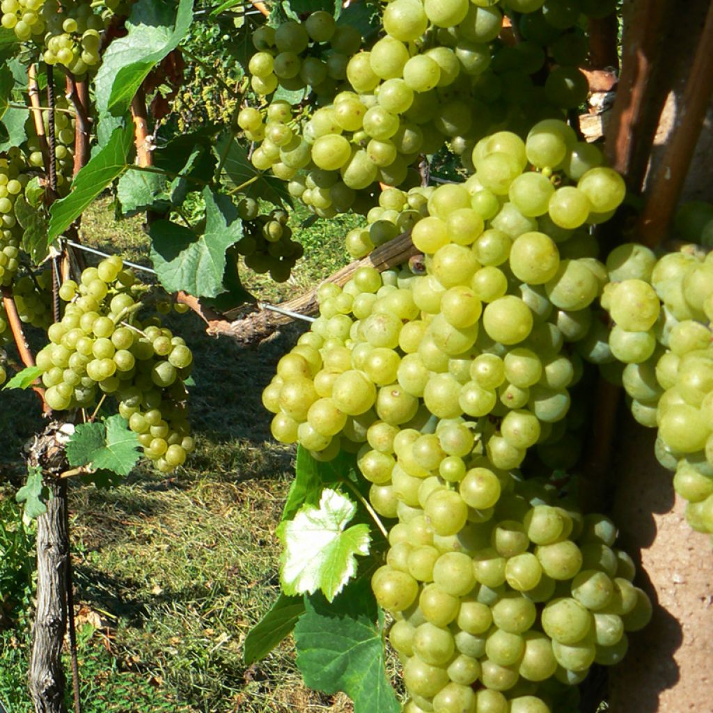 Vitis vinifera Solaris - Grapevine