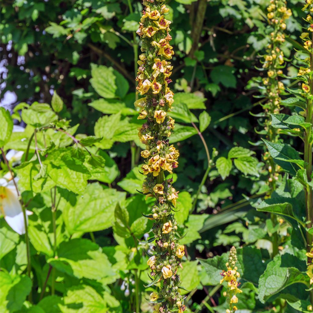 Wachendorfia thyrsiflora 