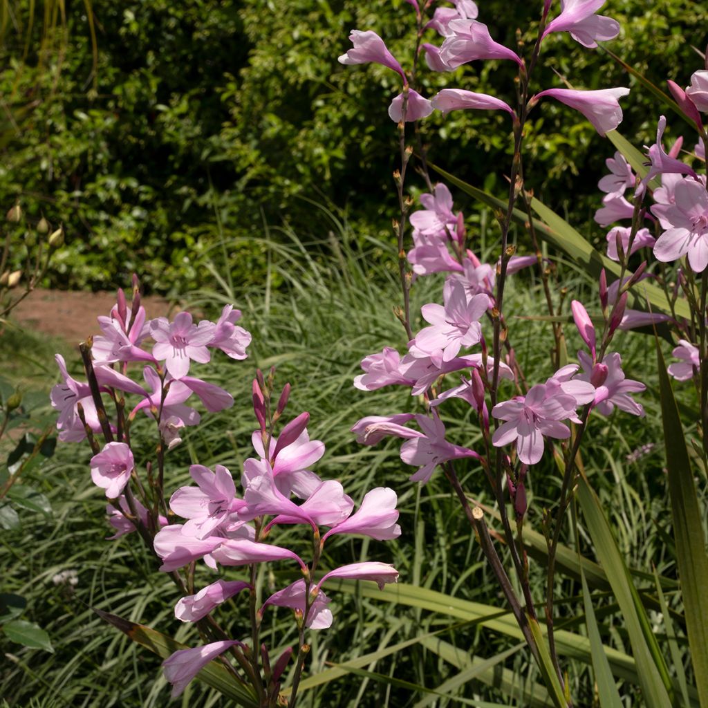 Watsonia borbonica - Cape bugle-lily