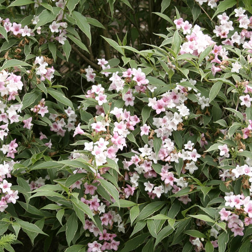 Weigela florida Splendid - Old Fashioned Weigela