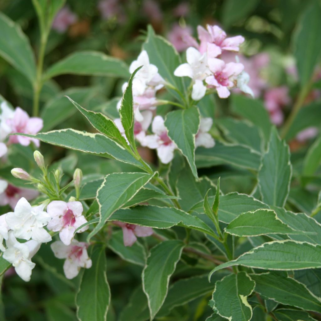 Weigela florida Splendid - Old Fashioned Weigela