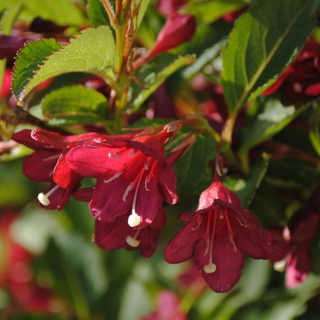 Weigela florida Cherry Lace 