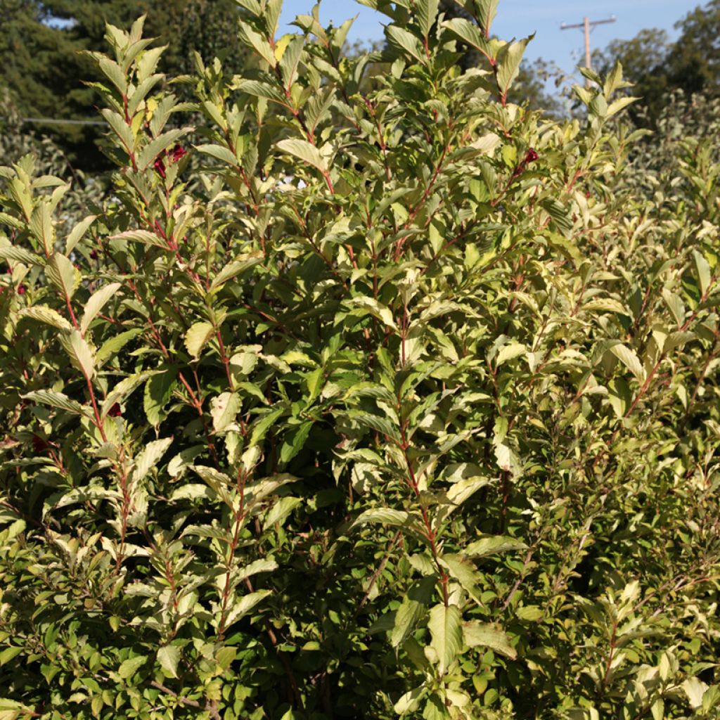 Weigela florida Carlton'