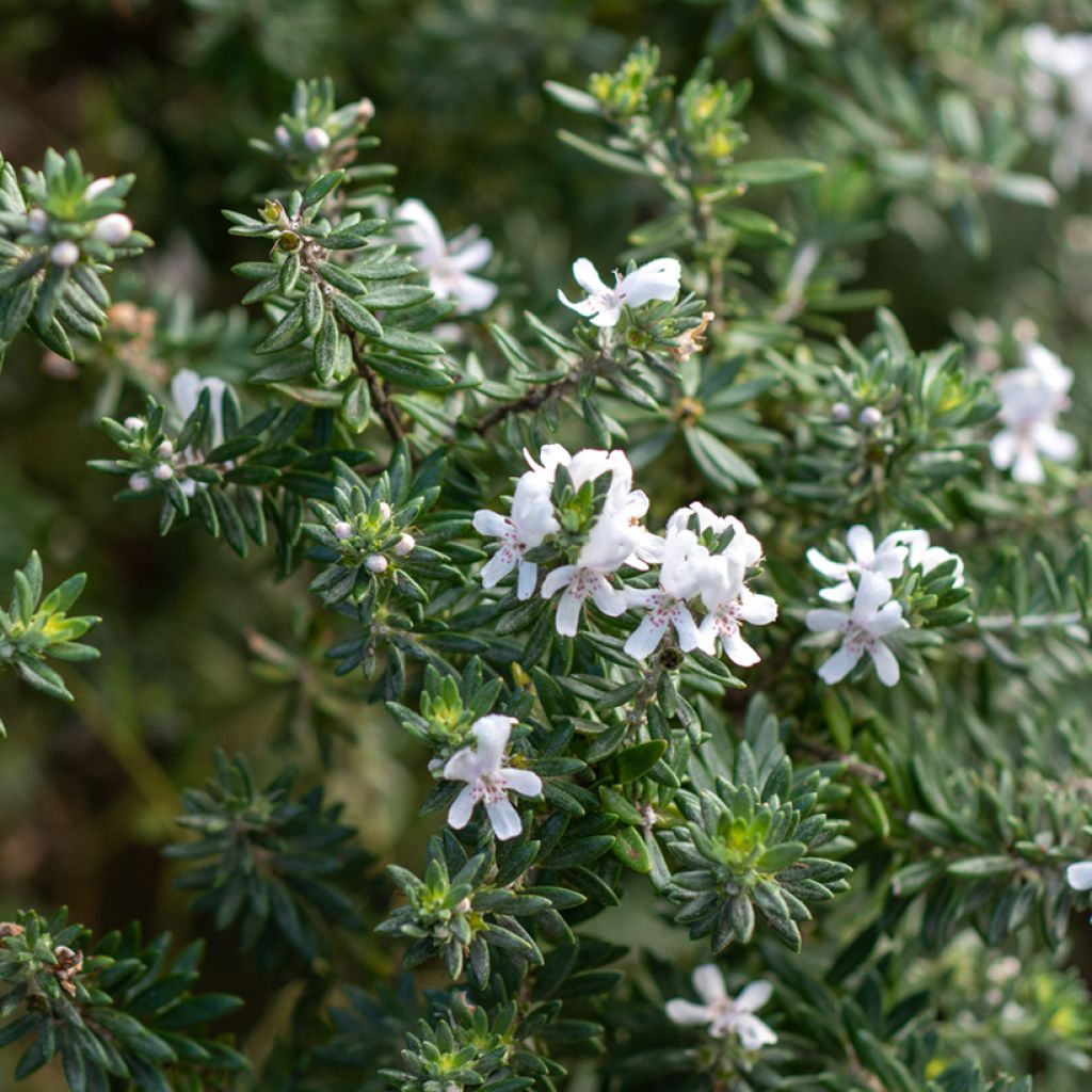 Westringia fruticosa White Rambler