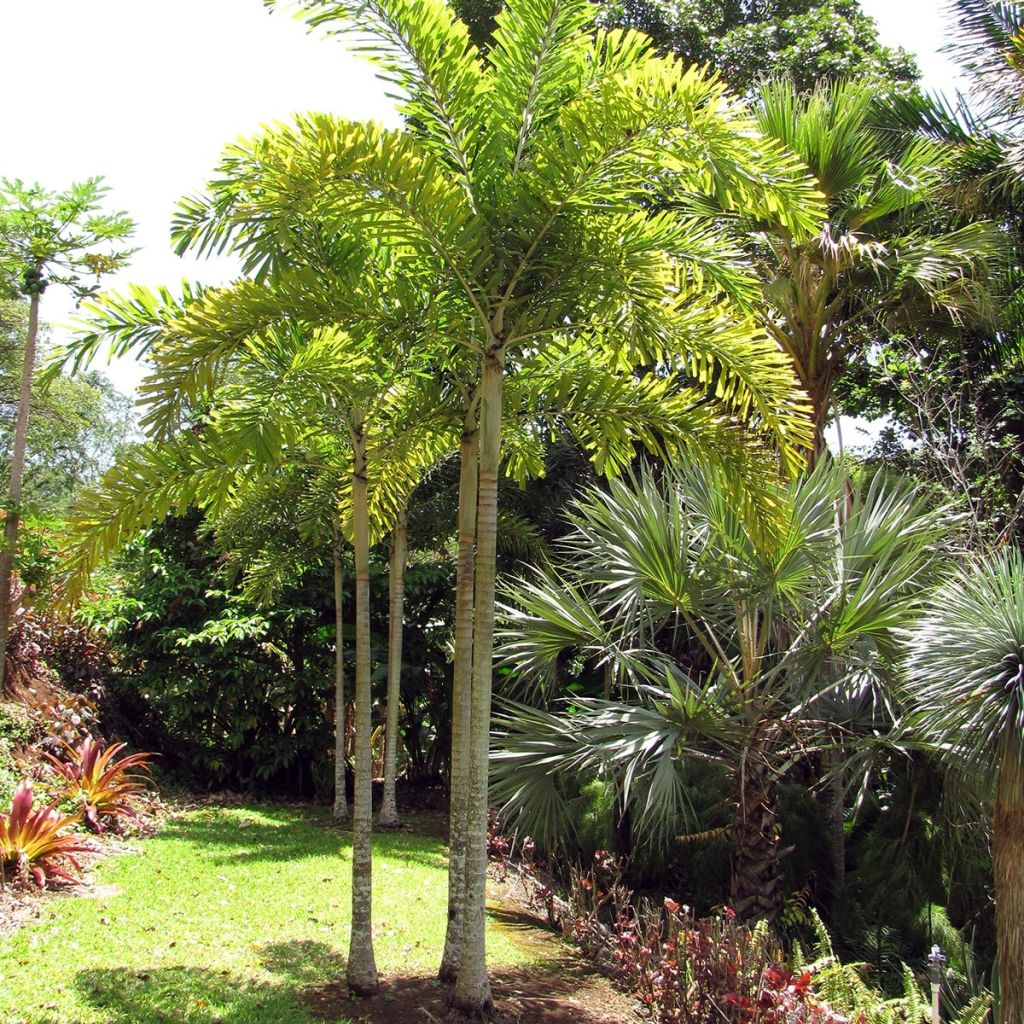 Wodyetia bifurcata - Foxtail Palm