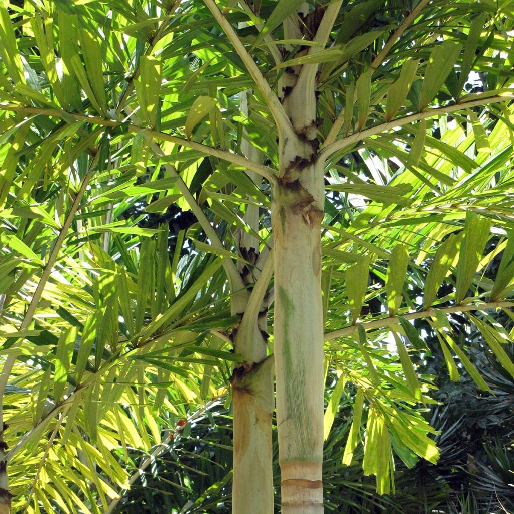 Wodyetia bifurcata - Foxtail Palm