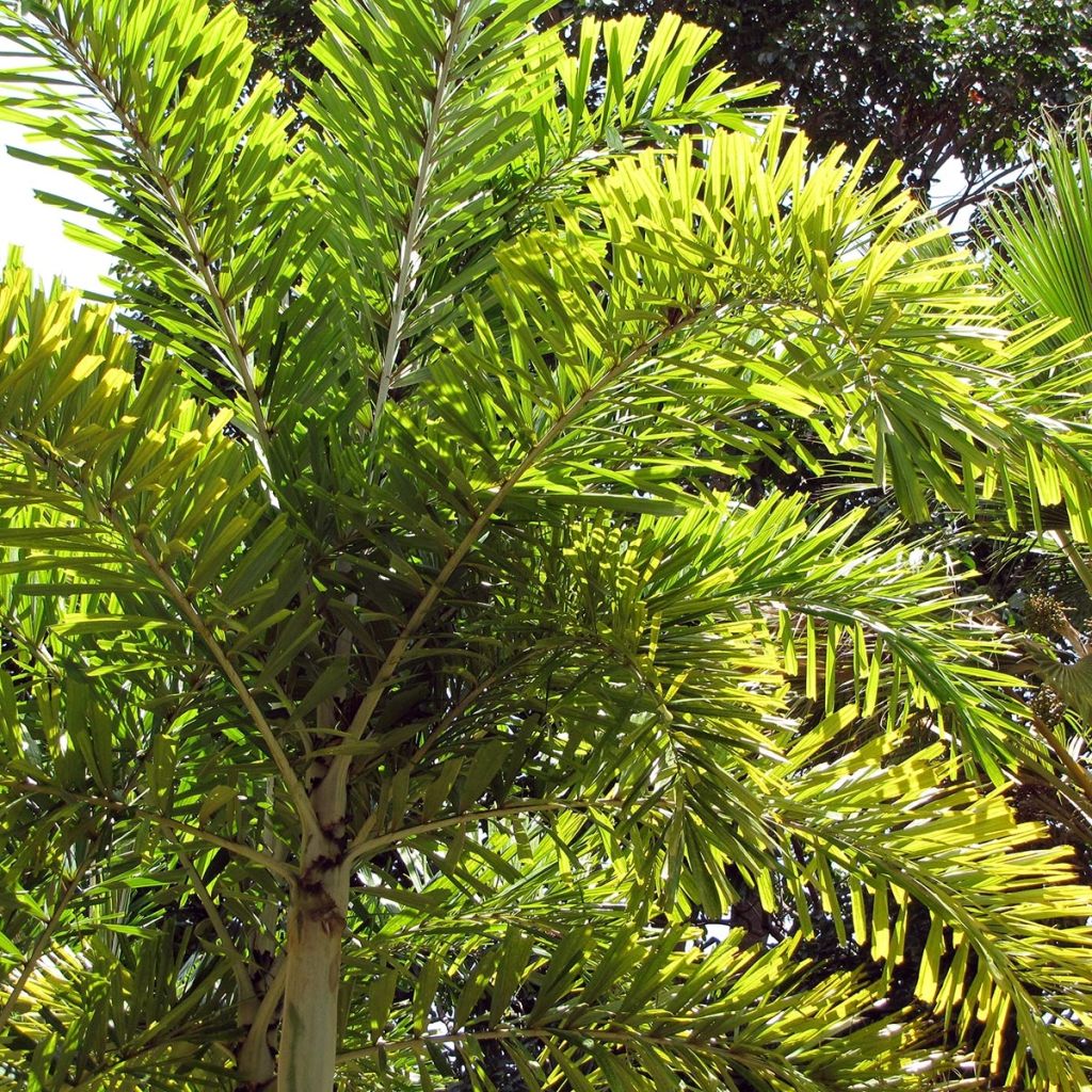 Wodyetia bifurcata - Foxtail Palm