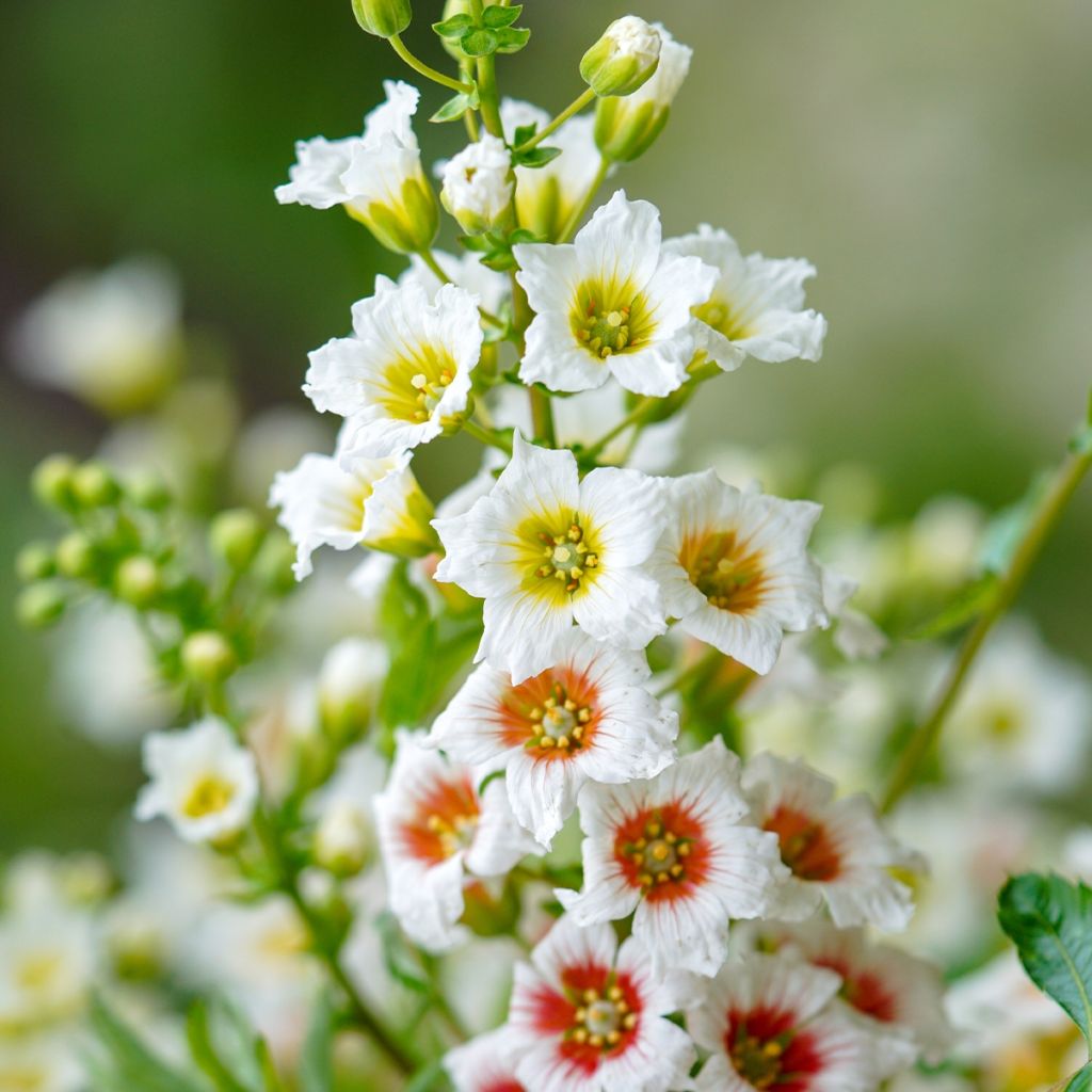 Xanthoceras sorbifolium - Xanthocère à feuilles de sorbier