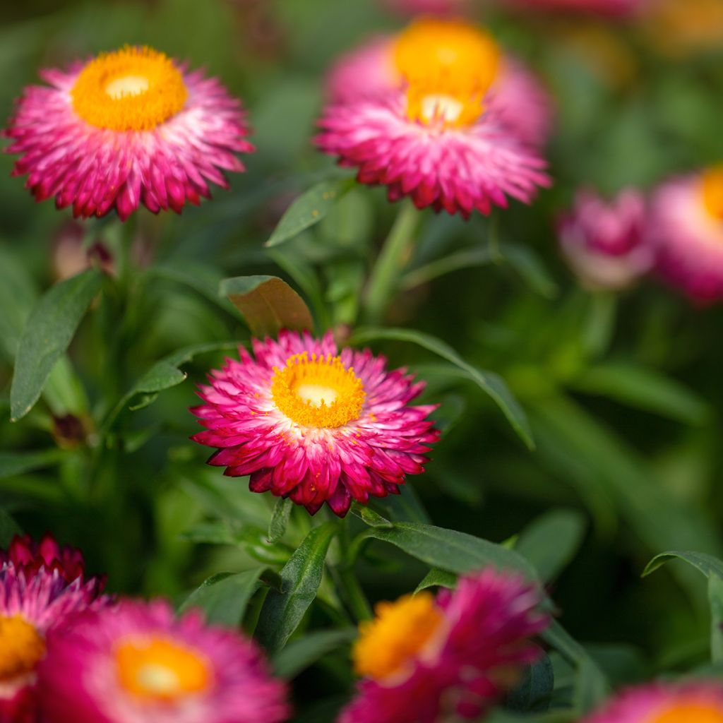 Xerochrysum Granvia Dark Pink Flame