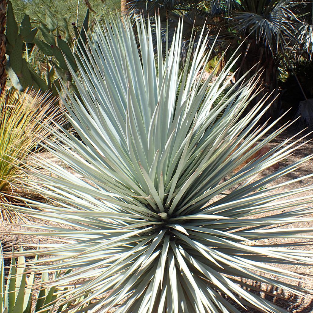 Yucca rigida Blue Sentry - Yucca sentinelle bleue