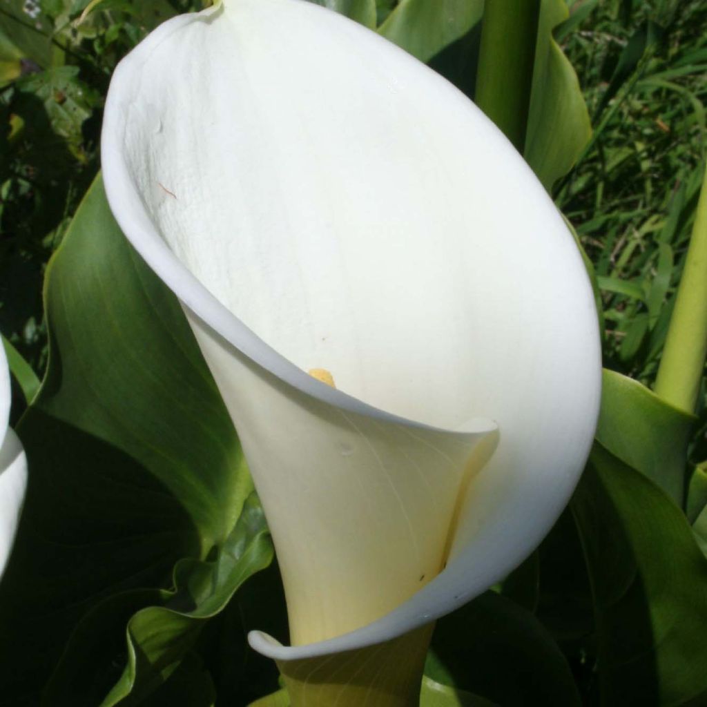 Zantedeschia aethiopica - Calla Lily 