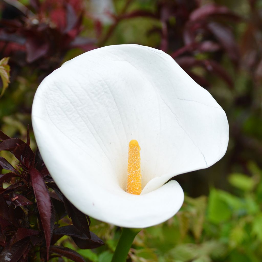 Zantedeschia aethiopica - Calla Lily 