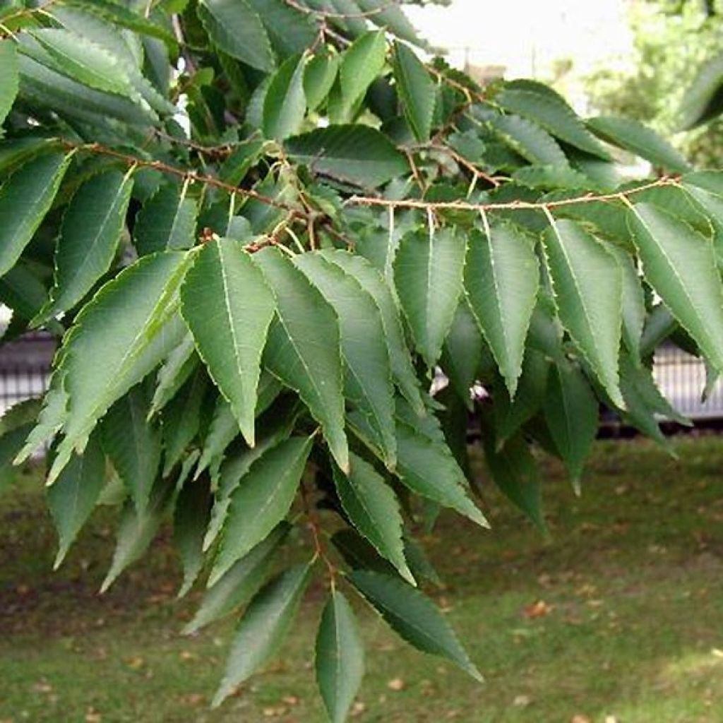 Zelkova serrata