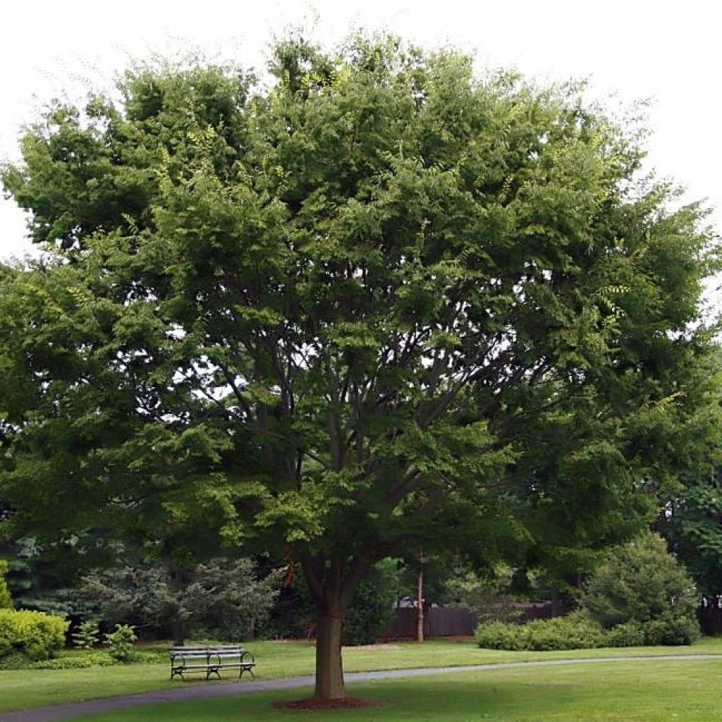 Zelkova serrata