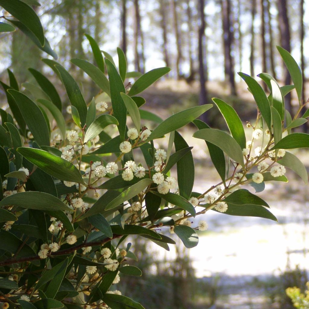 Acacia melanoxylon