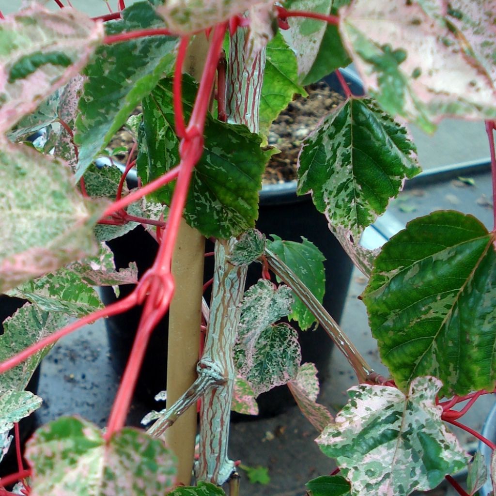 Acer conspicuum Red Flamingo - Maple