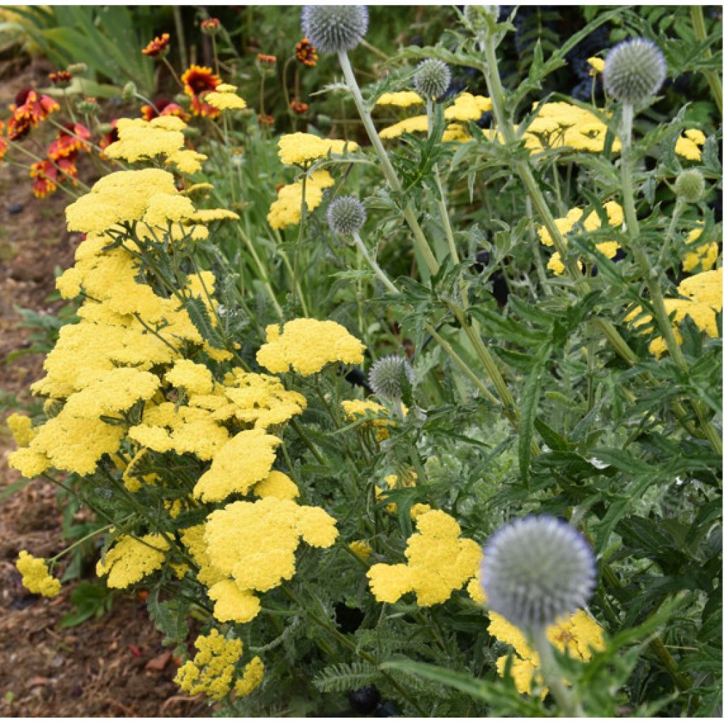 Achillea Moonshine