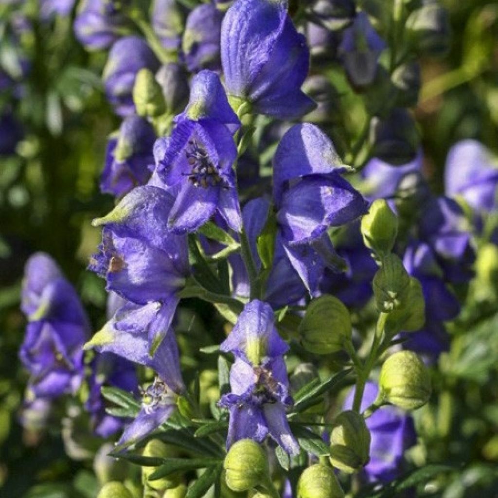 Aconit Blue Lagoon - Aconitum cammarum 