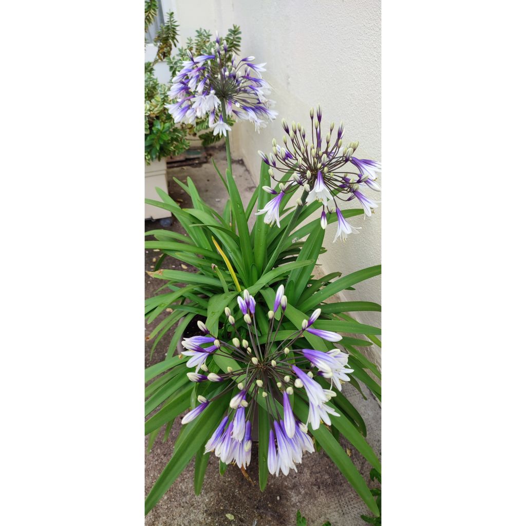 Agapanthus Fireworks