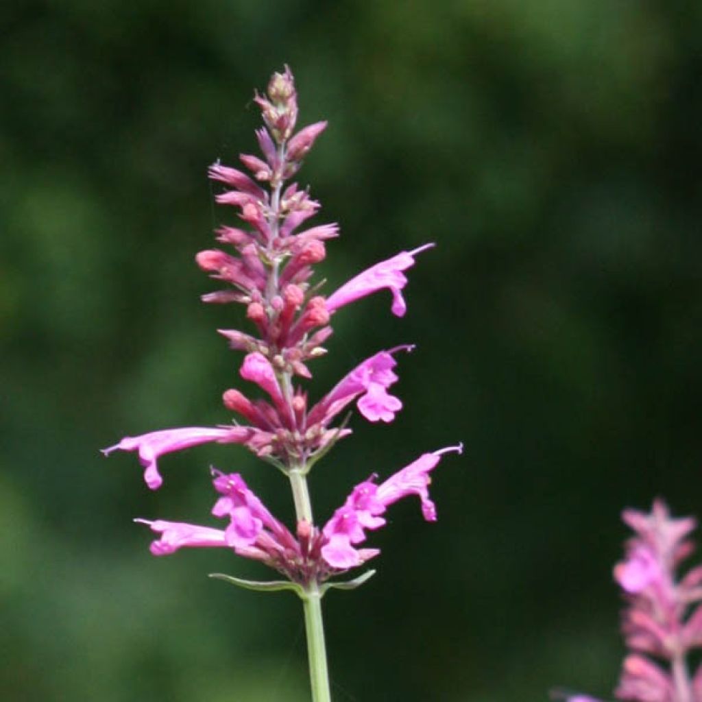 Agastache Summer Love®