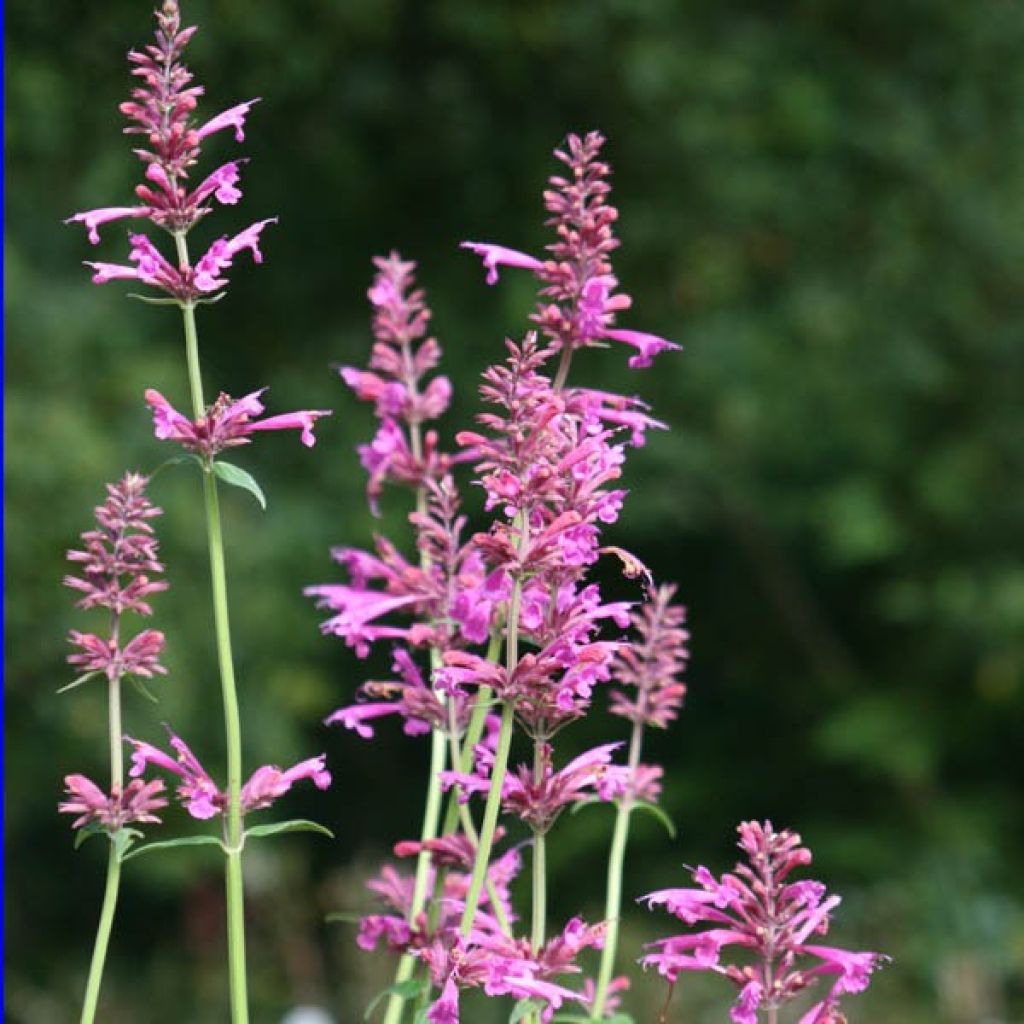 Agastache Summer Love®