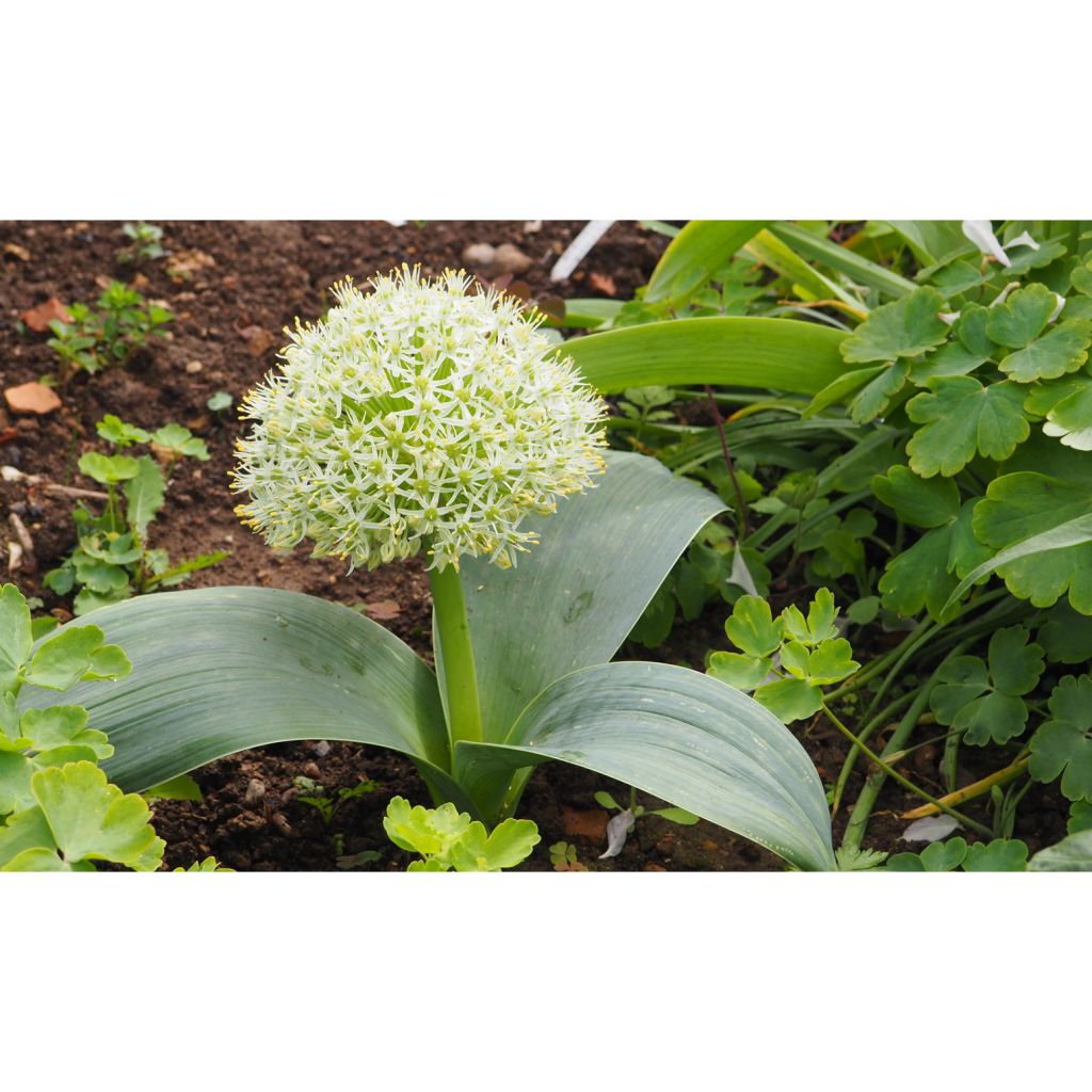 Allium karataviense  - Turkish Onion, Kara Tau Garlic