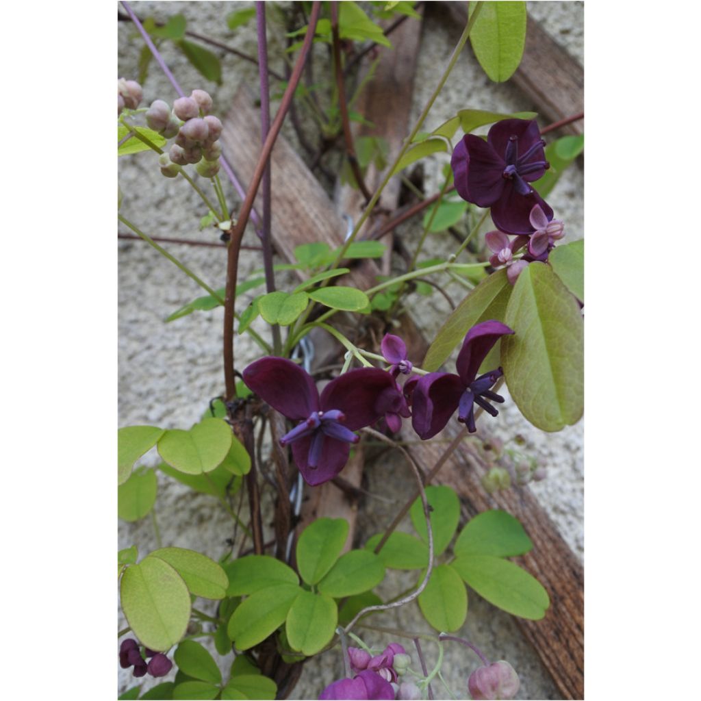 Akebia quinata - Chocolate Vine