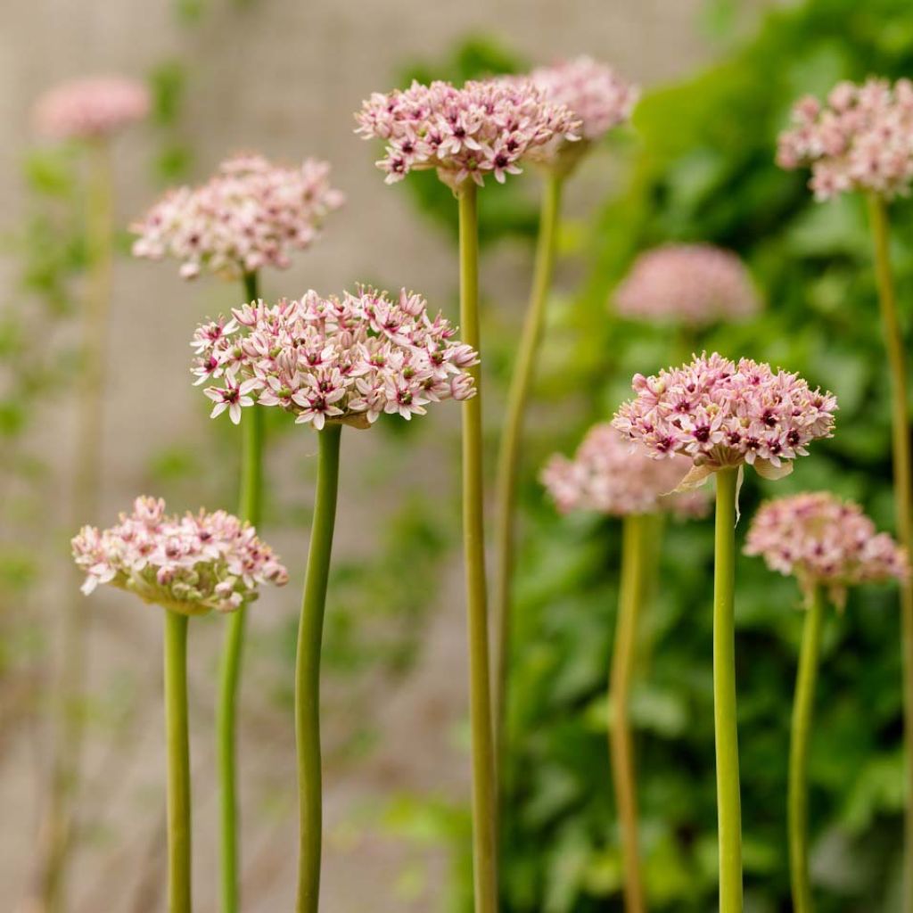 Allium Red Eye