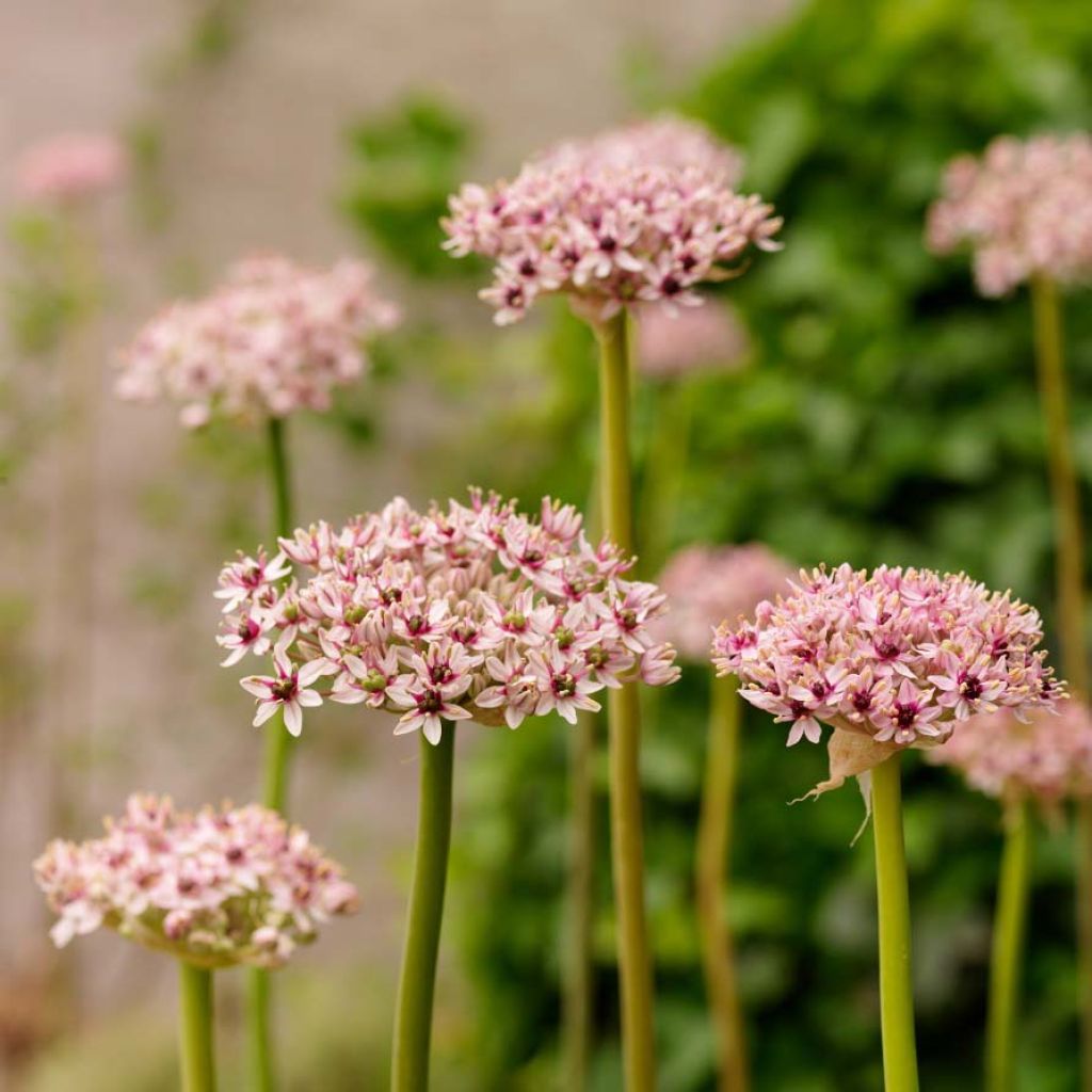 Allium Red Eye