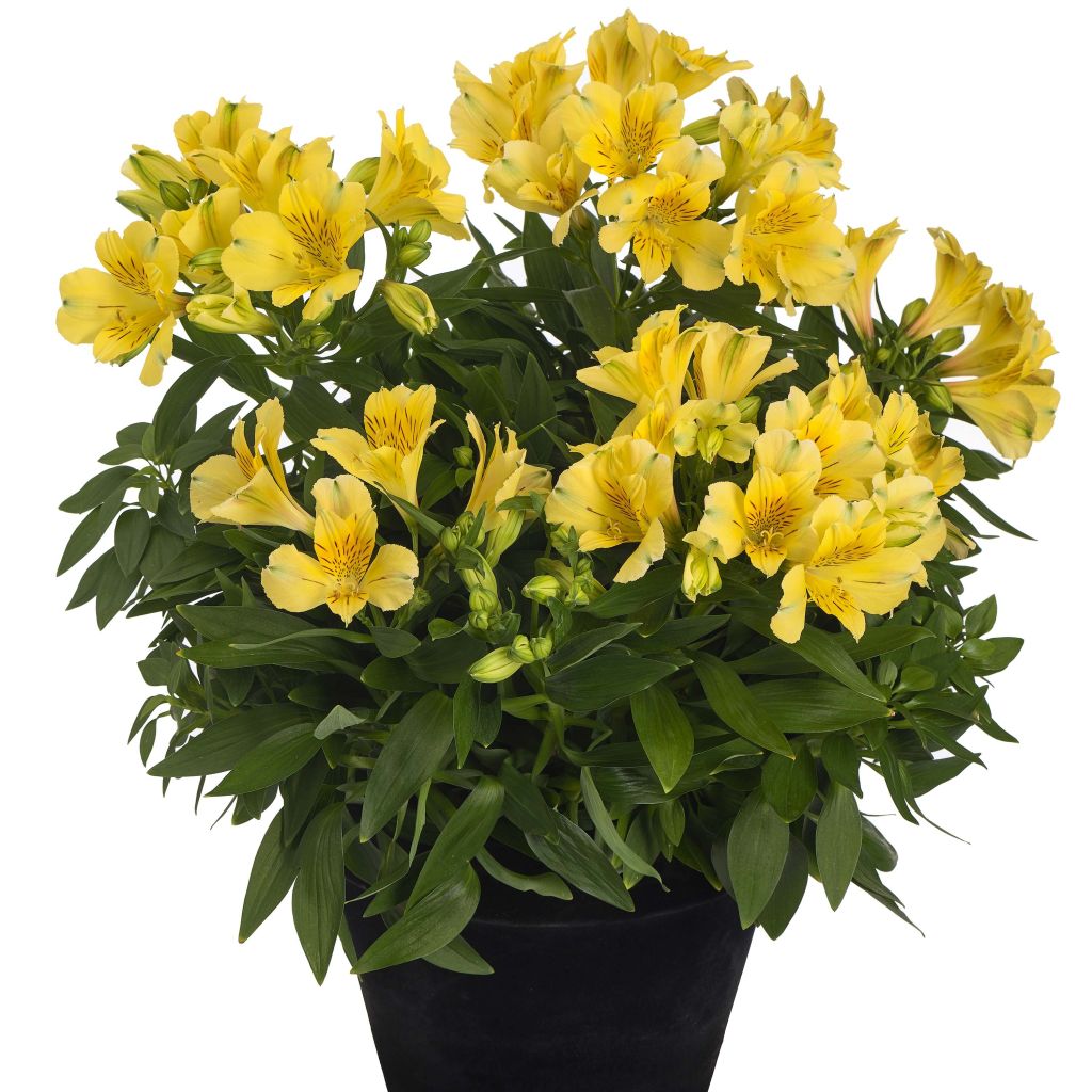 Alstroemeria Inticancha Sun Havana - Peruvian Lily