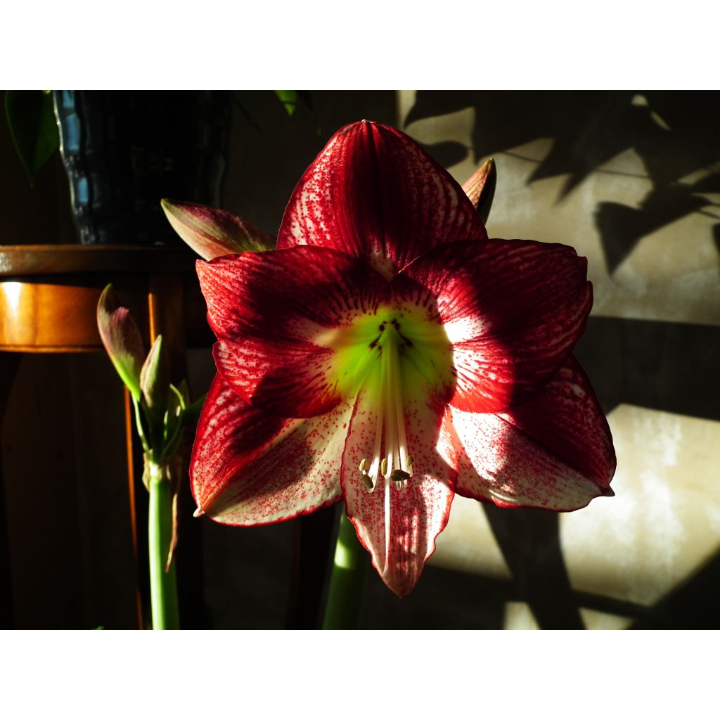 Hippeastrum Flamenco Queen - Amaryllis