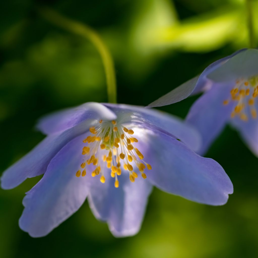 Anemone nemorosa Royal Blue