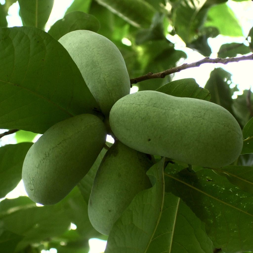 Asimina triloba Prolific - Paw Paw