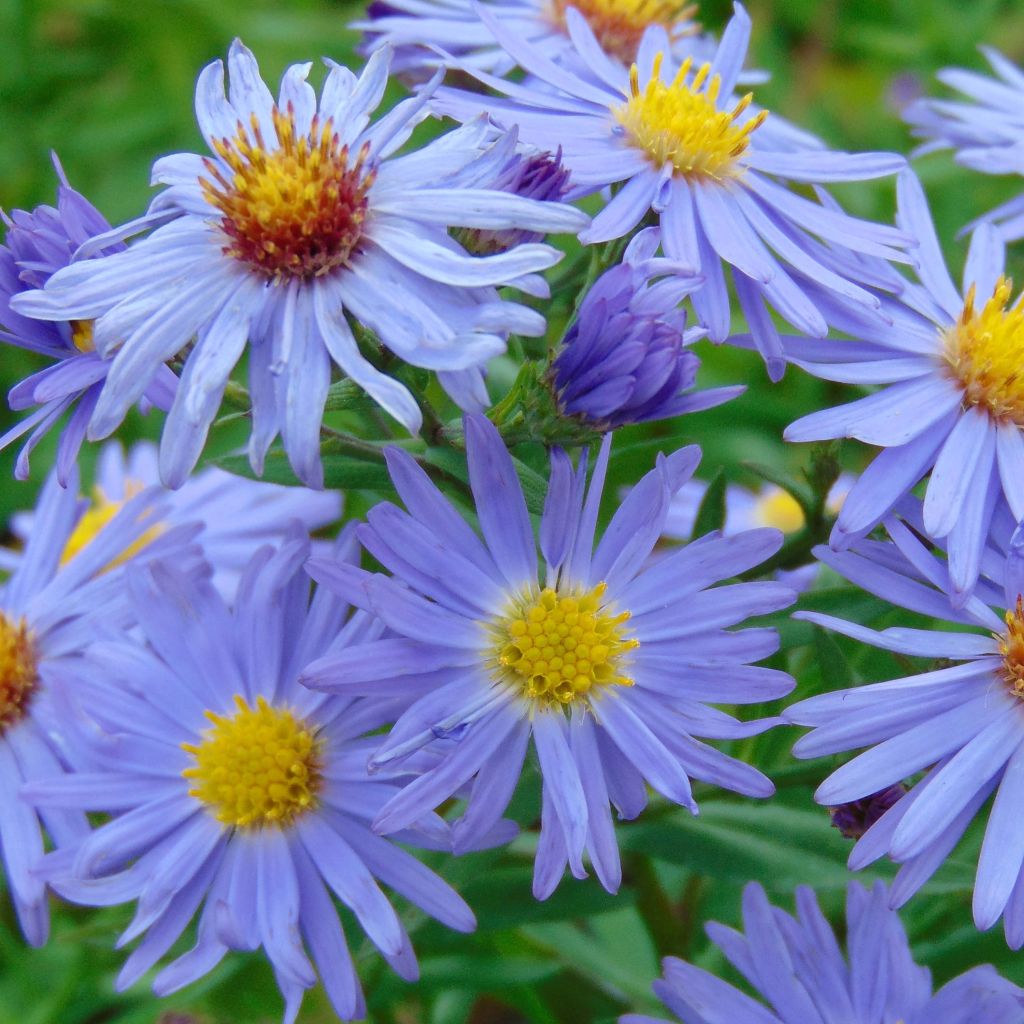 Aster dumosus Professor Anton Kippenberg